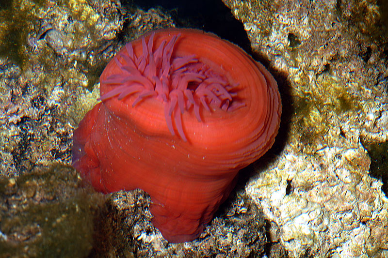 Actinia equina